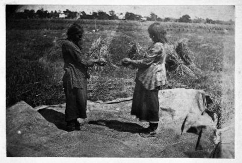 Dakota Indian women winnowing wheat, Upper Agency.
